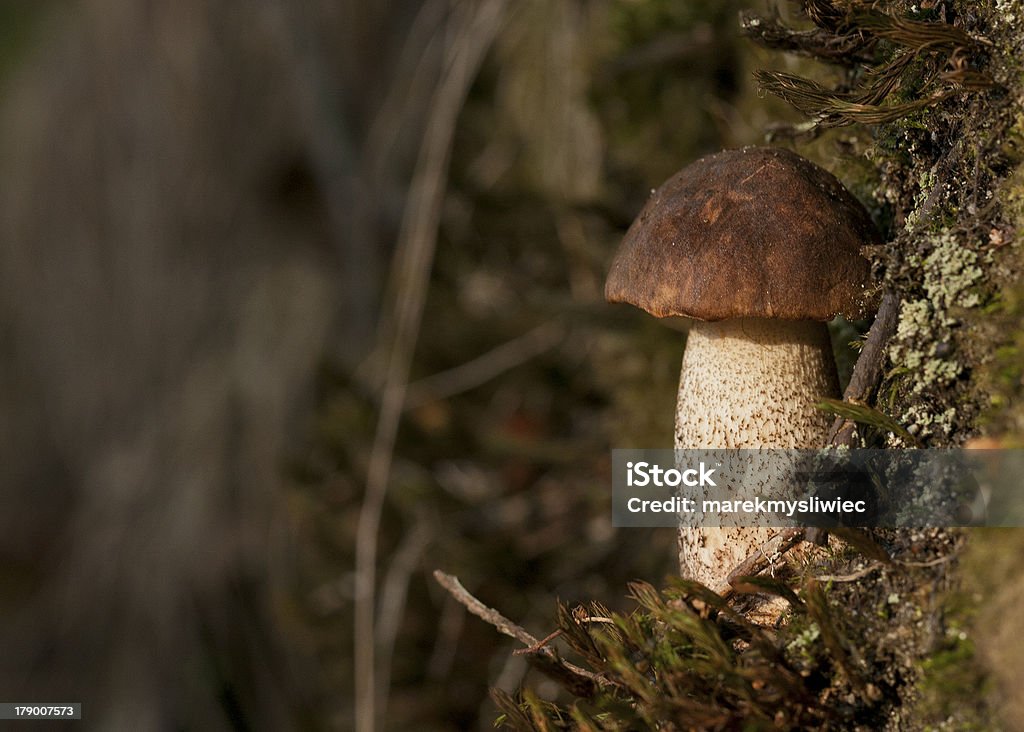 birch bolete seta en el césped - Foto de stock de Alimento libre de derechos