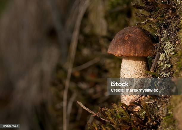 Birch Bolete Seta En El Césped Foto de stock y más banco de imágenes de Alimento - Alimento, Boleto del abedul, Boletus