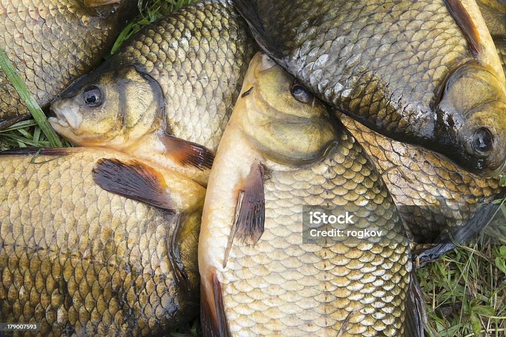 caught fish fish a crucian and a tench caught on a float rod on the lake in summer day Fish Stock Photo