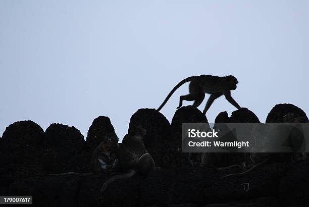 Macacourbana - Fotografias de stock e mais imagens de Animal - Animal, Arquitetura, Barrete - Chapéu