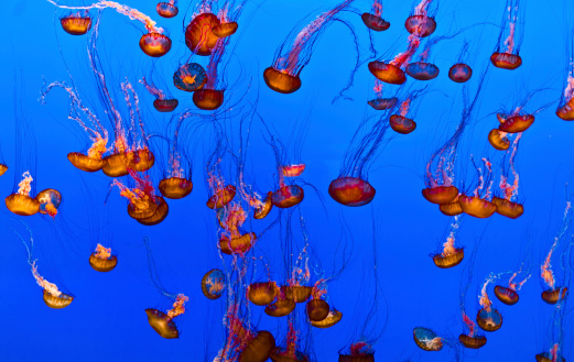 jelly fish in the blue ocean