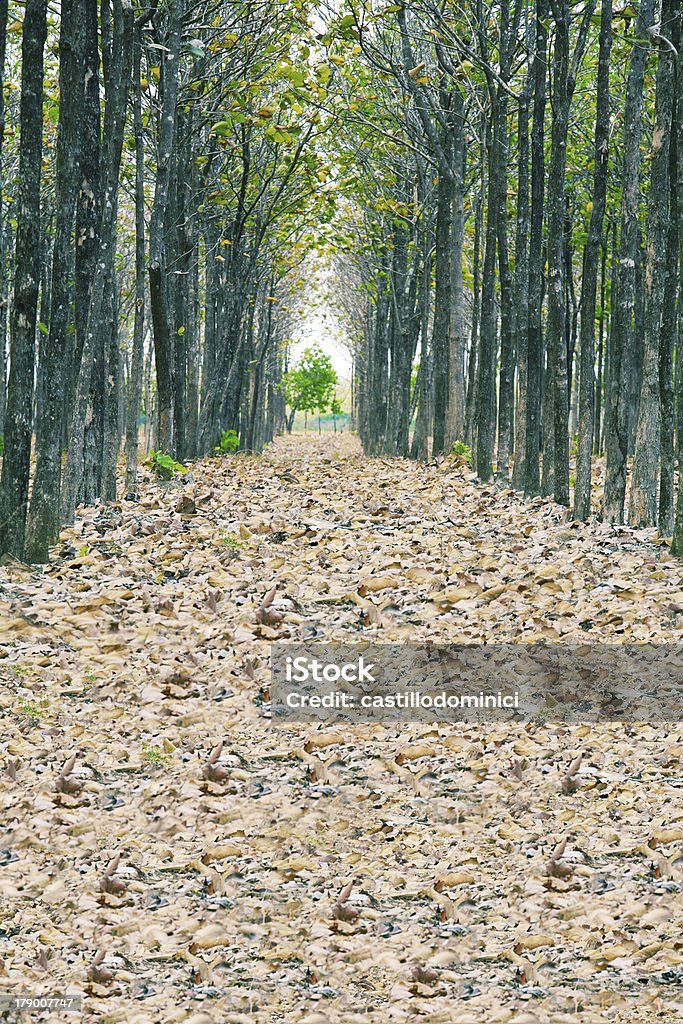 На Упавшее сушеные листья - Стоковые фото Без людей роялти-фри