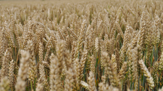 Wheat fields closeup. Photo for agricultural industry