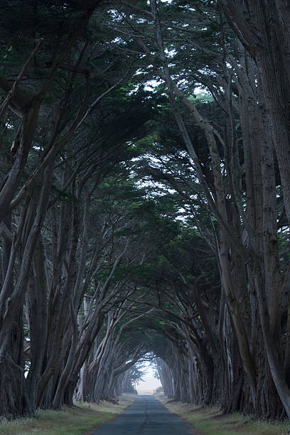 istock Road covered by a canopy of trees. 179007816