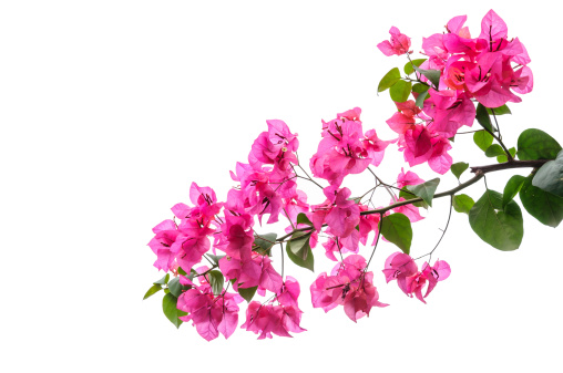 Bougainvillea  isolated on white background