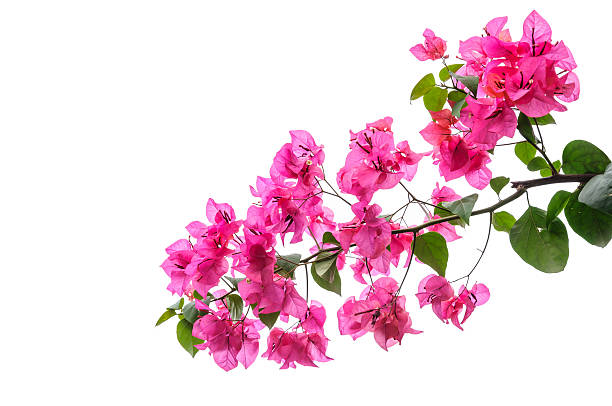 бугенвиллея изолированные - bougainvillea стоковые фото и изображения