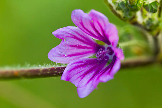 A purple flower on a blur green background