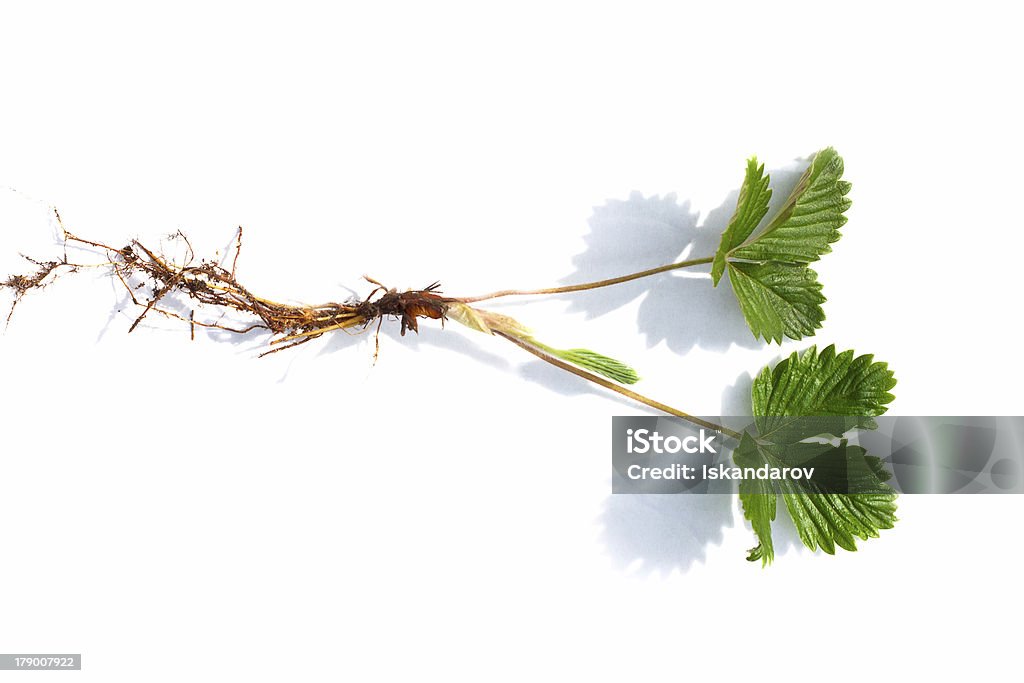 스트로우베리 잎 - 로열티 프리 0명 스톡 사진