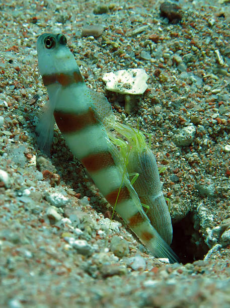 Steinitz shrimpgoby Steinitz shrimpgoby. Taken at Ras Mohamed is Sharm el Sheikh, Red Sea trimma okinawae stock pictures, royalty-free photos & images