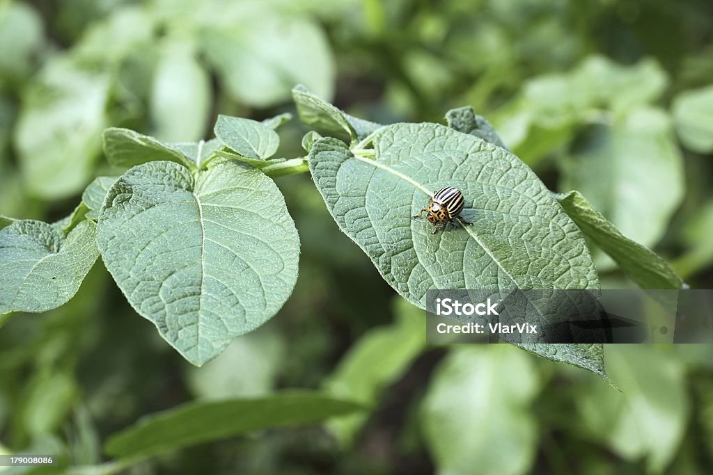 beetle su un campo di patate - Foto stock royalty-free di Agricoltura