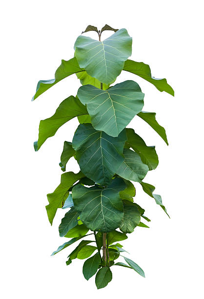 istock Litsea grandis Hook.f. tree 179008133