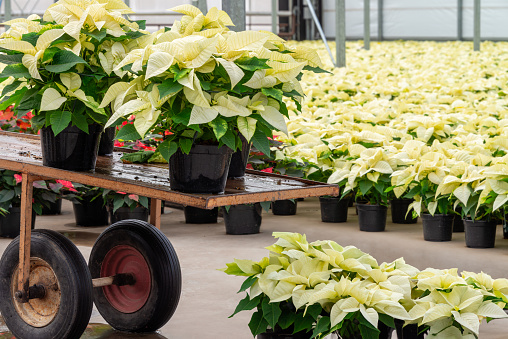 Christmas holiday poinsettia plants blooming in greenhouse. December flower in warehouse
