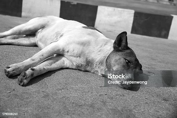 Nieszczęśliwy Bezpańskie Dog - zdjęcia stockowe i więcej obrazów Bezpańskie zwierzę - Bezpańskie zwierzę, Biały, Chudy