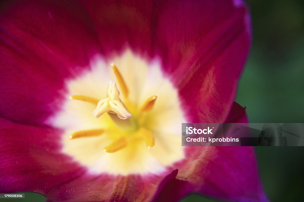 Close Up of Purple Tulip This purple tulip was captured in the evening light in Burlington, Ontario. 12 O'Clock Stock Photo