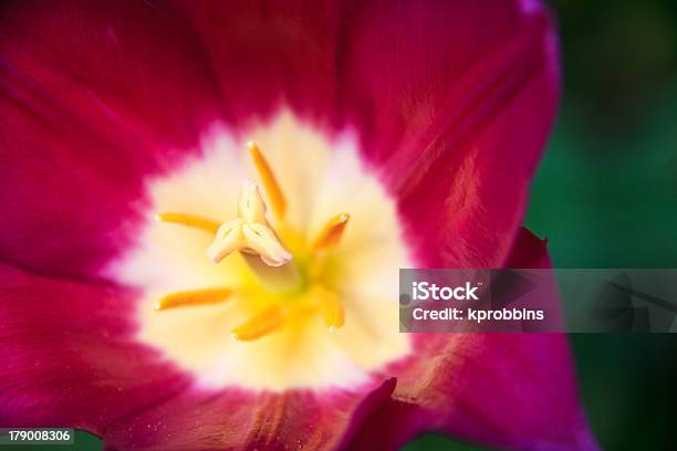 Close Up Of Purple Tulip Stock Photo - Download Image Now - 12 O'Clock, 2000-2009, 21st Century
