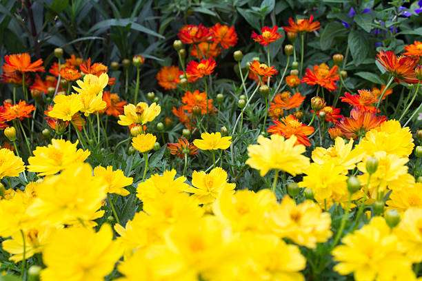 istock Beautiful colorful flower for background 179008449
