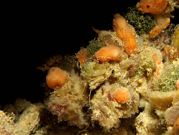 Invisible Decorator crab Invisible Decorator crab (Camposcia retusa). Taken at Ras Mohamed in Red Sea, Egypt. camposcia retusa photos stock pictures, royalty-free photos & images