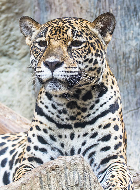 istock close up of a large Jaguar cat 179008747
