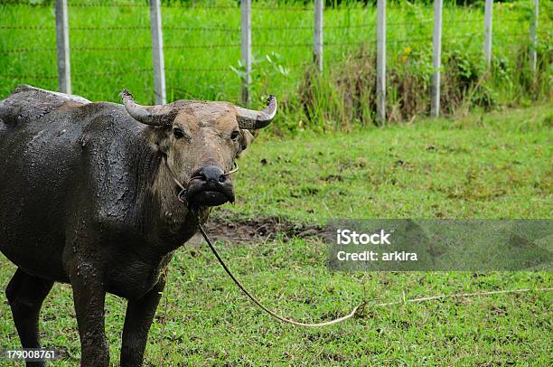 Buffalo Essen Gras Auf Einer Wiese Stockfoto und mehr Bilder von Aggression - Aggression, Agrarbetrieb, Bulle - Männliches Tier