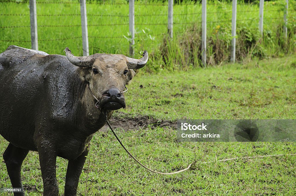 Buffalo manger de l'herbe sur une prairie - Photo de Agression libre de droits