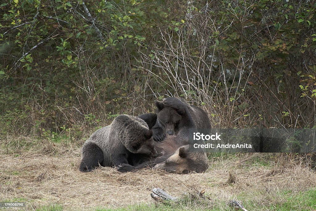 Grizzlybär mit cubs - Lizenzfrei Bärenjunges Stock-Foto