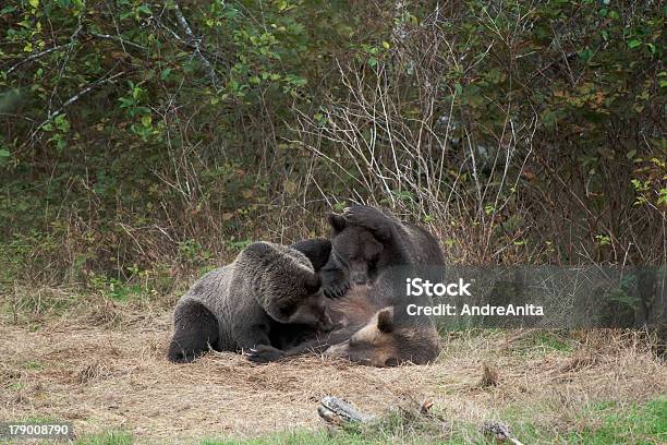 Grizzlybär Mit Cubs Stockfoto und mehr Bilder von Bärenjunges - Bärenjunges, Stillen, Braunbär