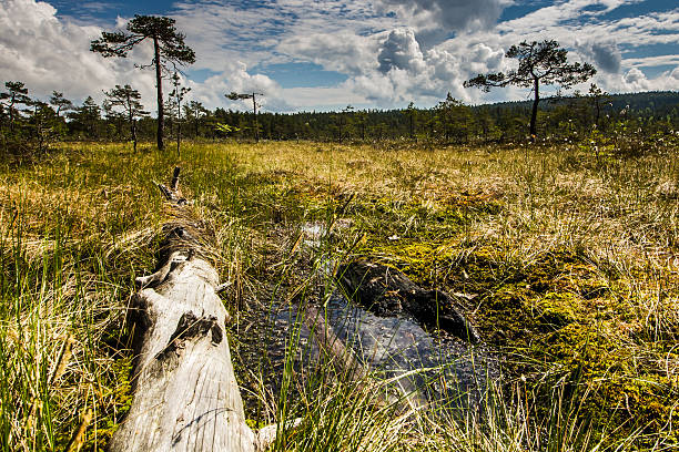 Swamp area with old tree, Norway stock photo