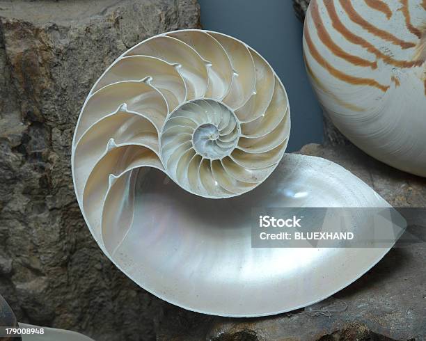 Conchiglia Sezione Trasversale - Fotografie stock e altre immagini di Fibonacci - Fibonacci, Animale, Biologia