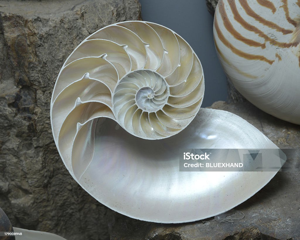 Seção de concha de nautilus cross - Foto de stock de Sequência de Fibonacci royalty-free