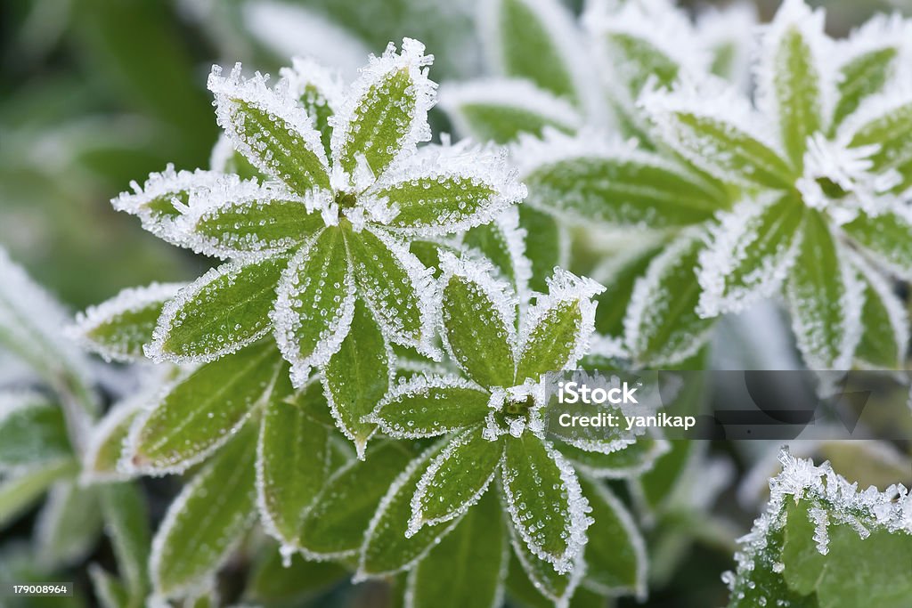 Relva verde no hoarfrost - Royalty-free Abstrato Foto de stock