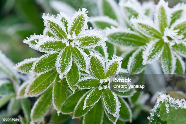 Foto de Gramado Em Hoarfrost e mais fotos de stock de Abstrato - Abstrato, Baixo - Posição, Branco