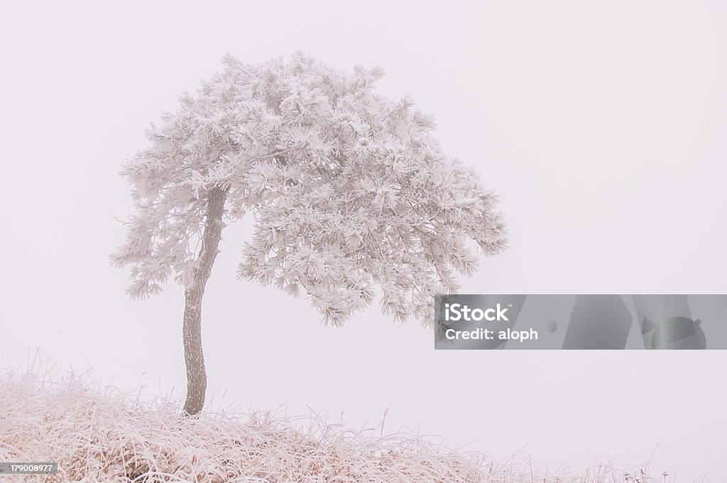 Monti di wugong - Foto stock royalty-free di Albero