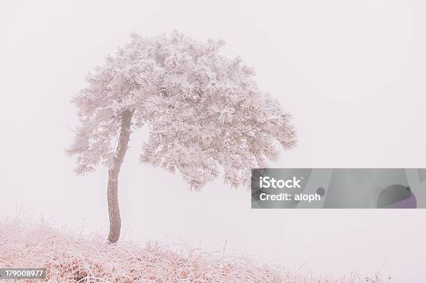 Monti Di Wugong - Fotografie stock e altre immagini di Albero - Albero, Ambientazione esterna, Asia