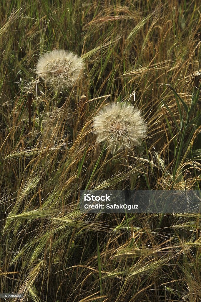 Dandelion Botany Stock Photo