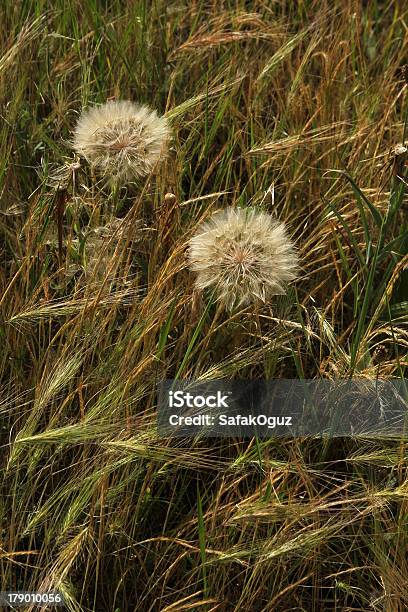 Dandelion Stock Photo - Download Image Now - Botany, Clear Sky, Close-up