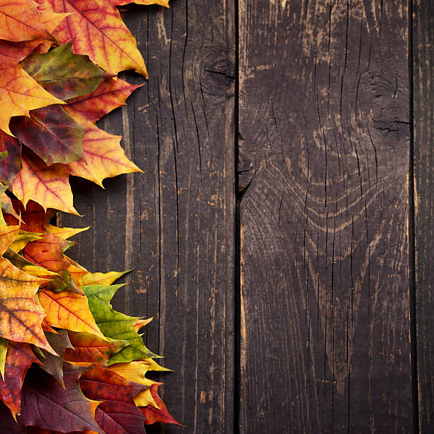 istock Autumn background with maple leaves on old woods 179010172