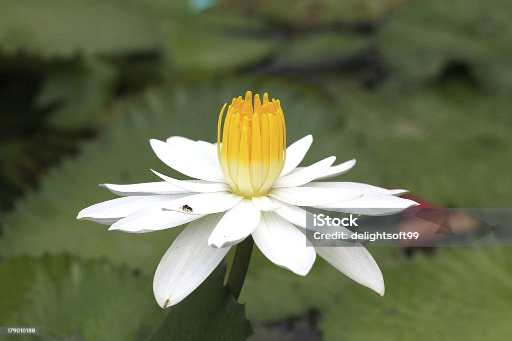 Abelhas em um branco lotus, Tailândia - Royalty-free Ao Ar Livre Foto de stock