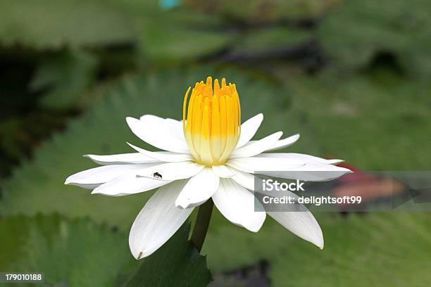 Abelhas Em Um Branco Lotus Tailândia - Fotografias de stock e mais imagens de Ao Ar Livre - Ao Ar Livre, Botânica - Ciência de plantas, Cabeça de Flor