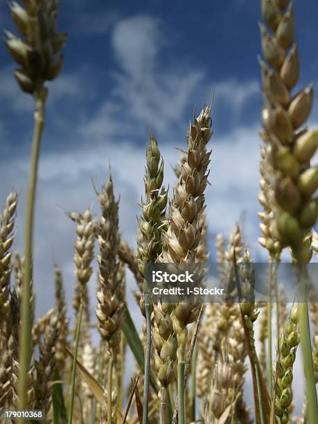 Weizenplantage Stockfoto und mehr Bilder von Agrarbetrieb - Agrarbetrieb, Ausgedörrt, Blau