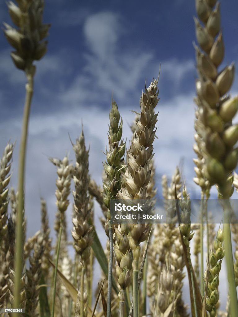 Trigo plantation - Foto de stock de Agricultura libre de derechos