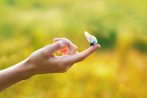 Butterfly sitting on woman's hand.