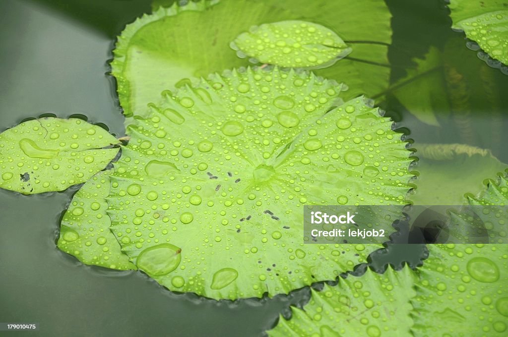 Gotas de agua sobre hermosa Leafes en un estanque de Lotus - Foto de stock de Agua libre de derechos