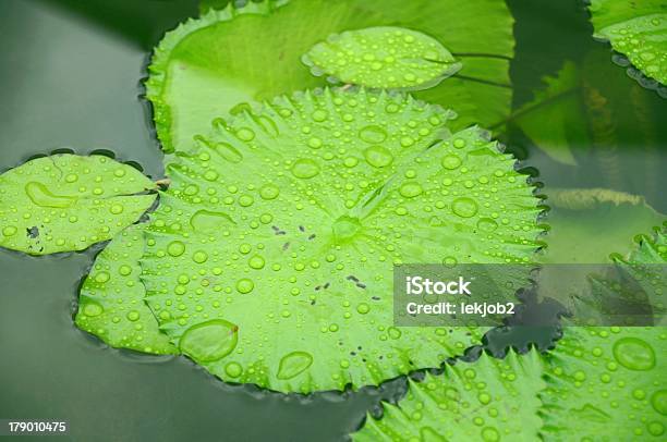 Gotas De Agua Sobre Hermosa Leafes En Un Estanque De Lotus Foto de stock y más banco de imágenes de Agua