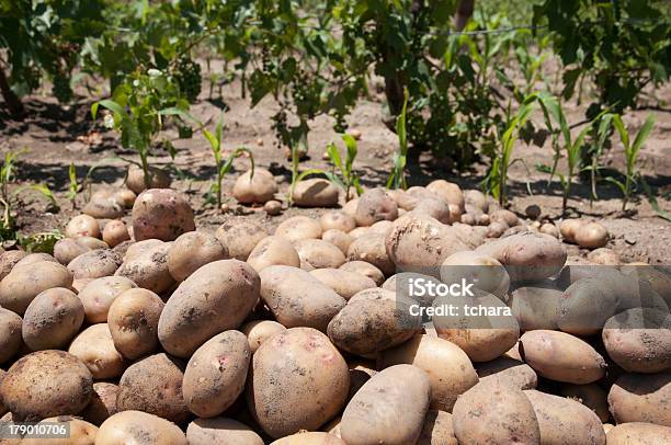 Potatos - zdjęcia stockowe i więcej obrazów Aranżacja - Aranżacja, Bez ludzi, Brązowy