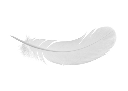 Simple white feather on a white background 