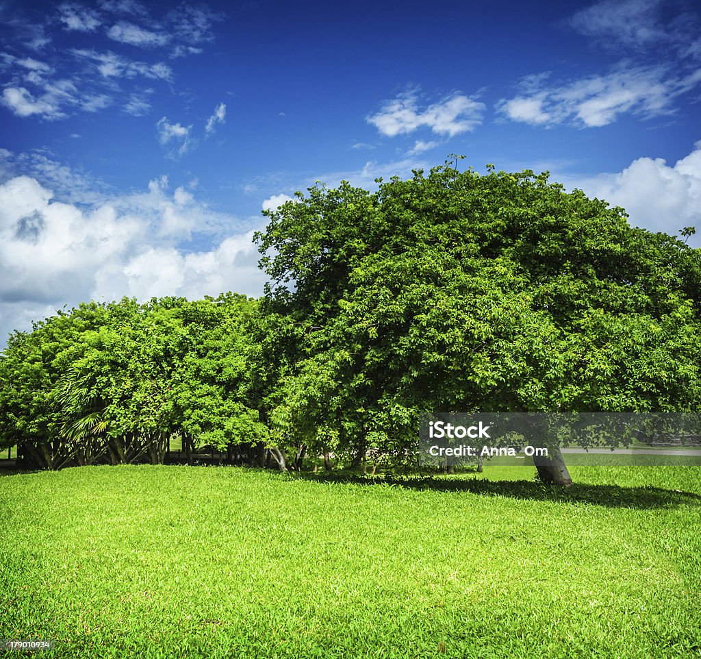 Spring park - Lizenzfrei Baum Stock-Foto