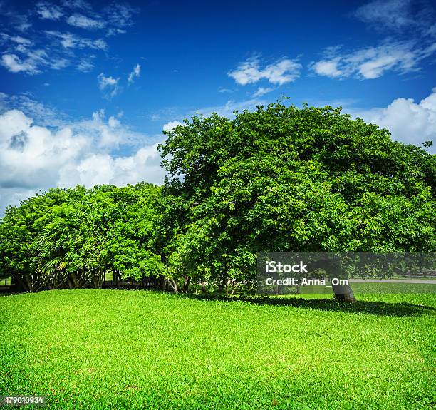 Spring Park Stockfoto und mehr Bilder von Baum - Baum, Blatt - Pflanzenbestandteile, Blau