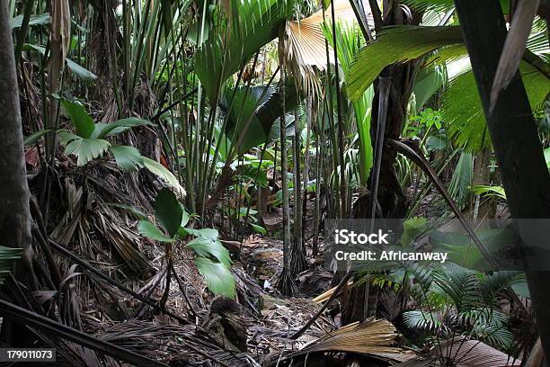 Foresta Tropicale Vergine Vallée De Mai Isola Di Praslin Seychelles - Fotografie stock e altre immagini di Africa