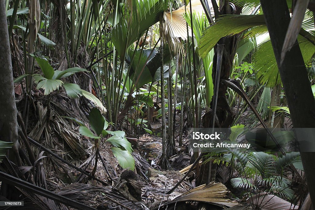 Tropikalny Las Dziewicze, Vallée de Mai, Praslin, Seszele - Zbiór zdjęć royalty-free (Afryka)