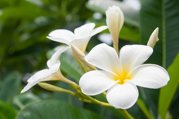 frangipani kwiaty – zdjęcie